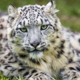 snow-leopard-white-green-grass-big-cat-wild-animal-predator-4928x3280-2862be5af09108b3d2f1