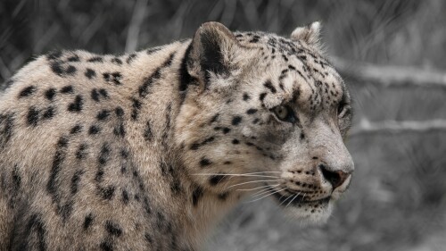 snow-leopard-white-wildlife-mammal-zoo-big-cat-3648x2736-20812719d3aa05a294d2.jpeg