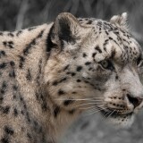 snow-leopard-white-wildlife-mammal-zoo-big-cat-3648x2736-20812719d3aa05a294d2