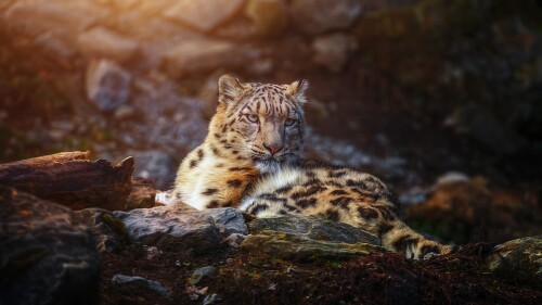 snow leopard wild animal big cat portrait predator carnivore 3987x2658 7204