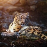 snow-leopard-wild-animal-big-cat-portrait-predator-carnivore-3987x2658-72044a2f876494540622