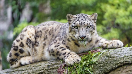 snow leopard wild cat predator carnivore zoo stare 5k 4502x2996 2858