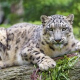 snow-leopard-wild-cat-predator-carnivore-zoo-stare-5k-4502x2996-28583924be0bf84e615e