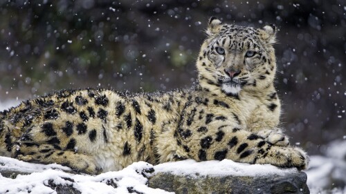 snow leopard winter big cat wildlife predator carnivore zoo 4437x2953 2859