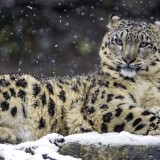 snow-leopard-winter-big-cat-wildlife-predator-carnivore-zoo-4437x2953-285997f41505ad19fc62