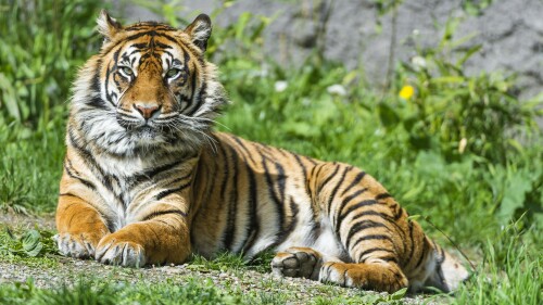 sumatran tiger big cat wild animal green grass stare 3798x2528 2856