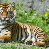 sumatran-tiger-big-cat-wild-animal-green-grass-stare-3798x2528-2856b9ef2af5b1451272