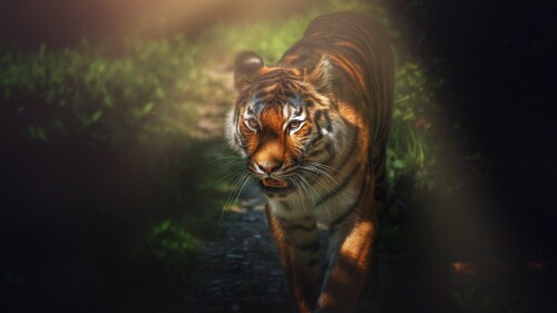 tiger big cat wild animal forest starring predator 5120x3413 7205