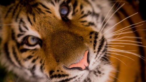 tiger face closeup wild animal predator carnivore big cat 5096x3427 3512