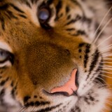 tiger-face-closeup-wild-animal-predator-carnivore-big-cat-5096x3427-3512a332931f51e661f7