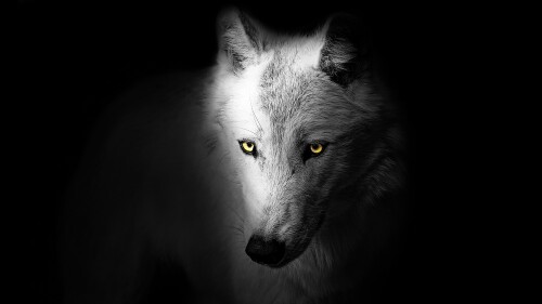 wolf black background wild 5k 6000x3693 1529