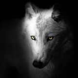 wolf-black-background-wild-5k-6000x3693-15294826d04bc0b7bd05