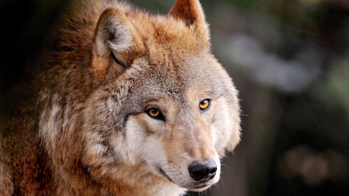 wolf wild animal zoo canine closeup face starring 4031x2677 3171