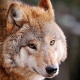 wolf-wild-animal-zoo-canine-closeup-face-starring-4031x2677-317133ee5e5e10395992