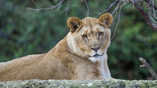 young lioness wild animal zoo predator carnivore tree 8145x5430 2687