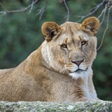 young-lioness-wild-animal-zoo-predator-carnivore-tree-8145x5430-2687d763c56be4f56b76