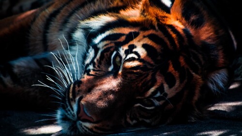 3291-schoen-tiger-wallpapers-3840x2160-computer06345f8c298fcd2f.jpeg