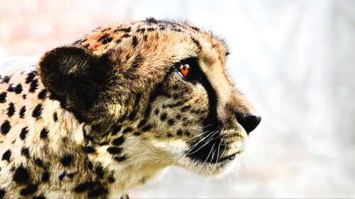 Cheetah-Widescreen-4K-Wallpaper-41683175f4d590c1e7282.jpeg