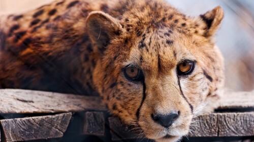 Cheetah-face-front-view-wildlife_3840x2160dc01268a9a77b5e4.jpeg