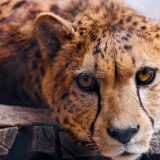 Cheetah-face-front-view-wildlife_3840x2160dc01268a9a77b5e4