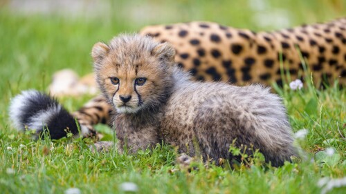 cheetah_animal_cub_218861_3840x21602bf37d41edbc47d9.jpeg