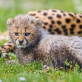 cheetah_animal_cub_218861_3840x21602bf37d41edbc47d9