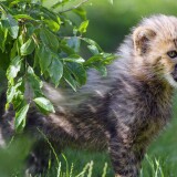 cheetah_animal_cub_220175_3840x21608d1563e581ffd43d