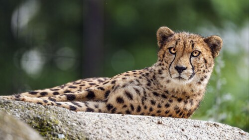 cheetah_big_cat_eyes_351053_3840x216008977b23cb787db0.jpeg