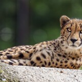 cheetah_big_cat_eyes_351053_3840x216008977b23cb787db0