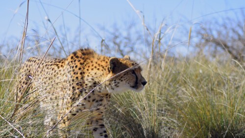 cheetah_predator_big_cat_266752_3840x216095b4be81d986c1ae.jpeg