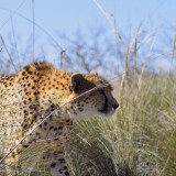 cheetah_predator_big_cat_266752_3840x216095b4be81d986c1ae