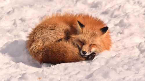 fox_sleep_animal_271436_3840x21608b24dddf0d39599f.jpeg