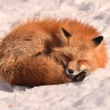 fox_sleep_animal_271436_3840x21608b24dddf0d39599f