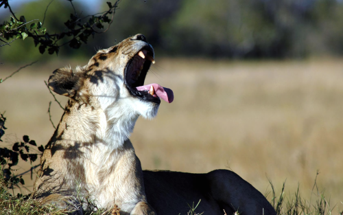 00186_yawn_1680x105079996d27a1e816f80388635c25aca9fa6fe47.png