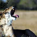 00186_yawn_1680x105079996d27a1e816f80388635c25aca9fa6fe47