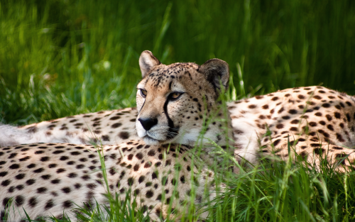 01975_cheetahbeauty_1680x1050cab121a19d9dd8d7bb2e7adb09c5482abf8e8.png