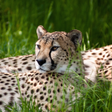 01975_cheetahbeauty_1680x1050cab121a19d9dd8d7bb2e7adb09c5482abf8e8