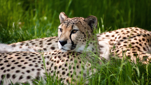 01975_cheetahbeauty_1920x108042ded10a0cdce1b8d702a6b2301c8401fbcdf.png