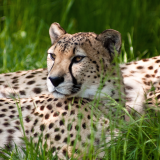01975_cheetahbeauty_1920x108042ded10a0cdce1b8d702a6b2301c8401fbcdf