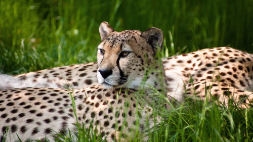 01975_cheetahbeauty_2560x1440a8879a46ee10b6dcfa9fde90ac92e38fae315a3cf456b06d.png