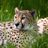 01975_cheetahbeauty_2560x1440a8879a46ee10b6dcfa9fde90ac92e38fae315a3cf456b06d