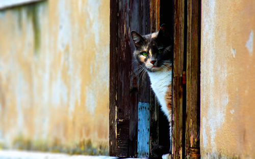 02036_veneziancat_1680x10508ef889dbd61188aba2afe9d837b5a60c8fe5d.png