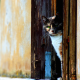 02036_veneziancat_1680x10508ef889dbd61188aba2afe9d837b5a60c8fe5d