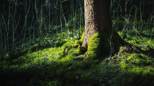 02185_treeoflife_1920x1080cdf5720fdddd695cc9ff39aac9d124475c31c.png