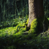 02185_treeoflife_1920x1080cdf5720fdddd695cc9ff39aac9d124475c31c