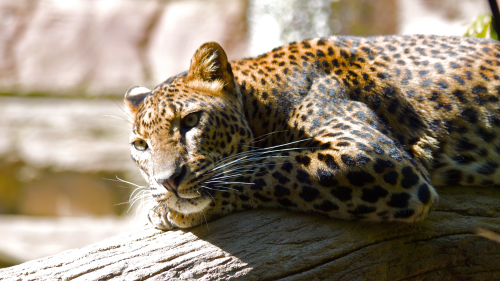 02211_lazingleopard_2560x144075e5074e8923ca852c92530bb71c74864a8fdf5b8c7a385b.png