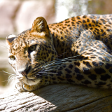 02211_lazingleopard_2560x144075e5074e8923ca852c92530bb71c74864a8fdf5b8c7a385b