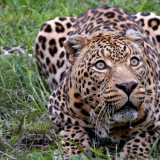 02219_whereismyprey_1920x108060ffff3d97bb89b1c8319713a5cdf6a5c3c1b