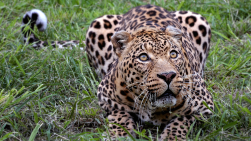 02219_whereismyprey_2560x1440039bf4799826c3744cacc0fae84e791b861dc1dbca452514.png