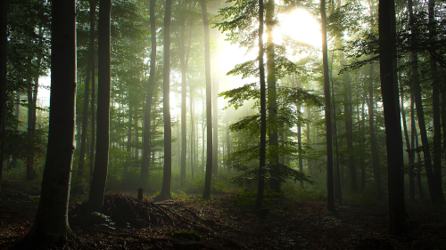 03108_foginthemorning_1920x1080a0792239cd1a313894d4ea468c7cdbd0d379bea77e3103cf.png